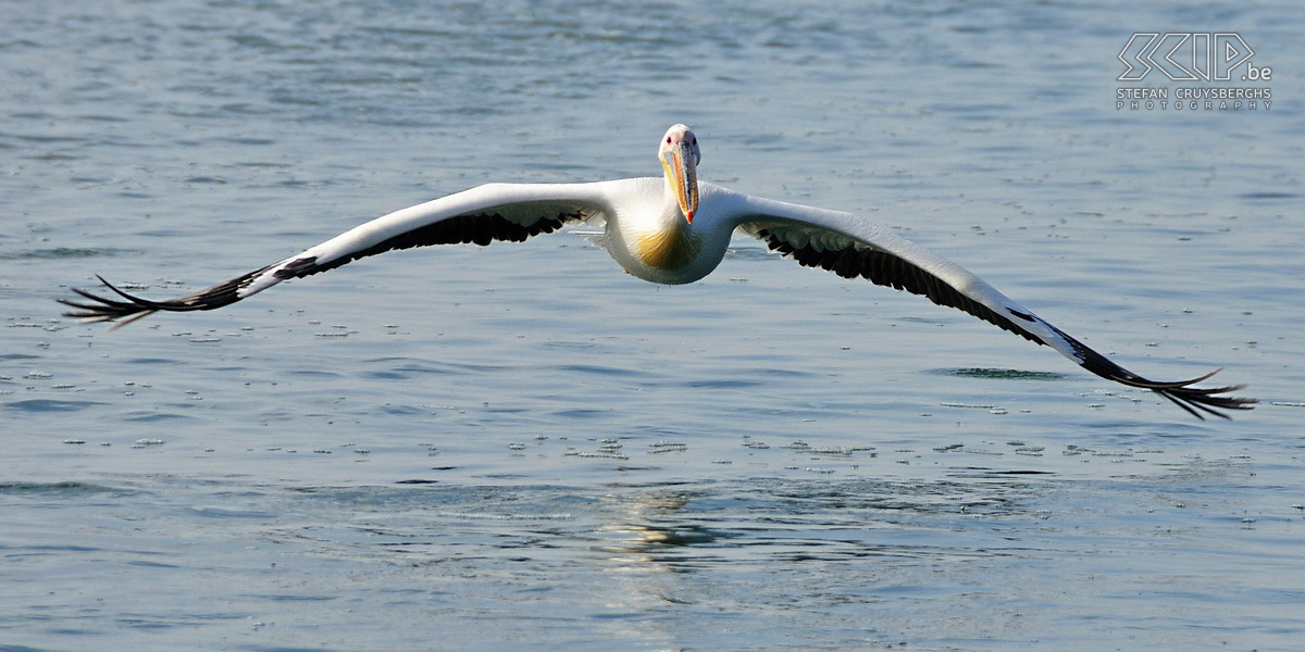 Walvisbay - White pelican In Walvisbay we make a tour with a boat to look for sea birds and dolphins.  Stefan Cruysberghs